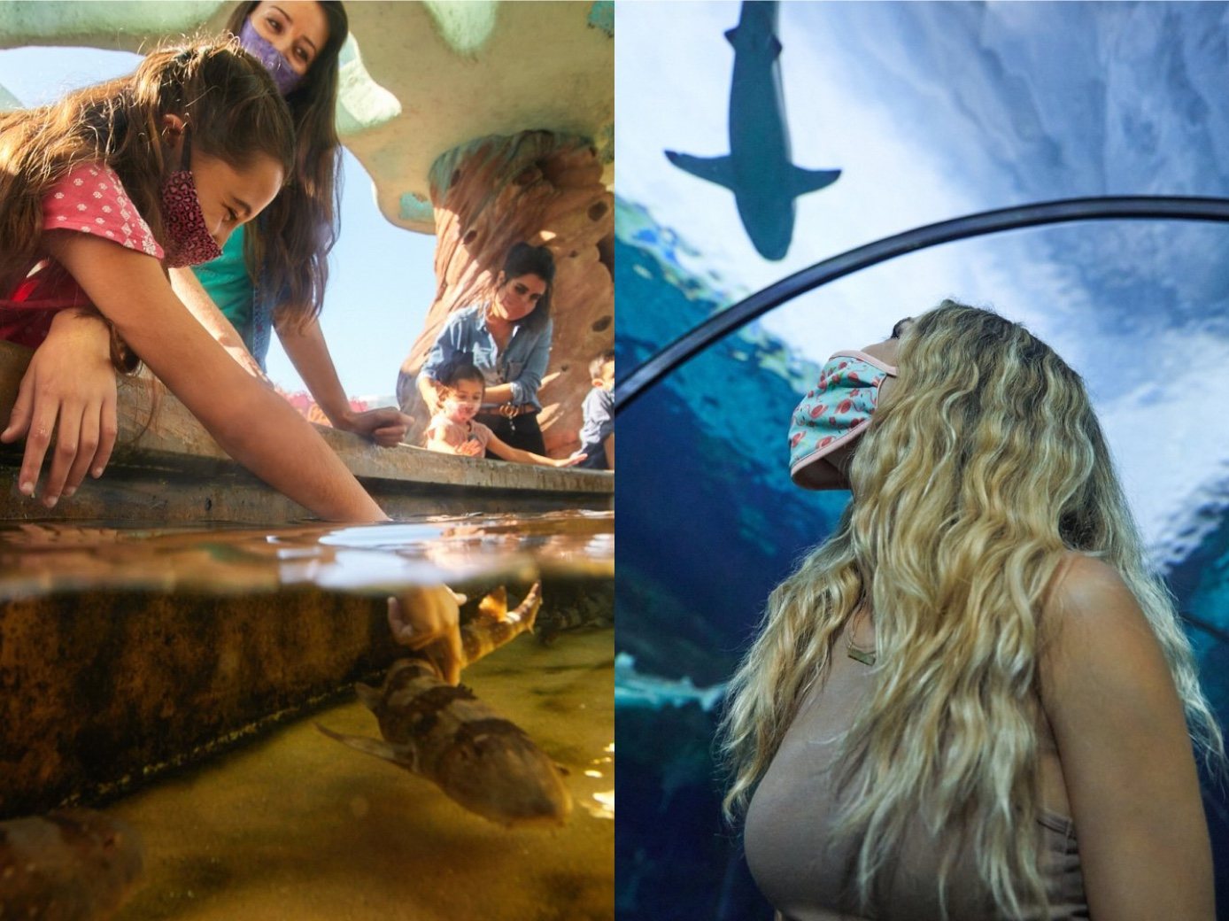 Kids reach into a touch pool, and a woman watches a shark pass overhead in a tunnel