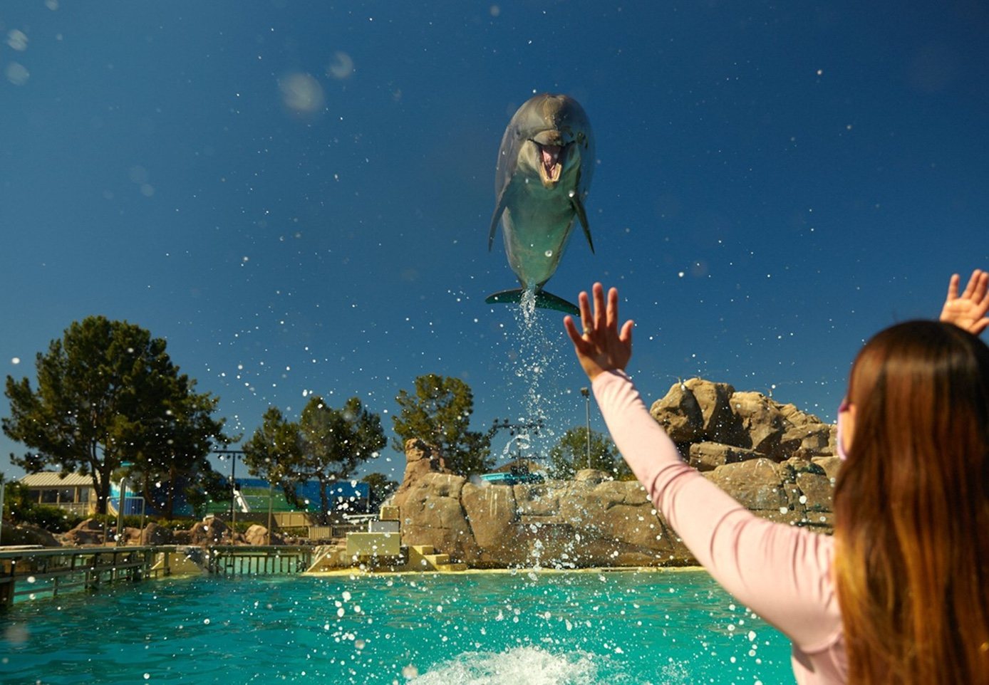A dolphin leaps high above the pool as a girl raises her hand toward it