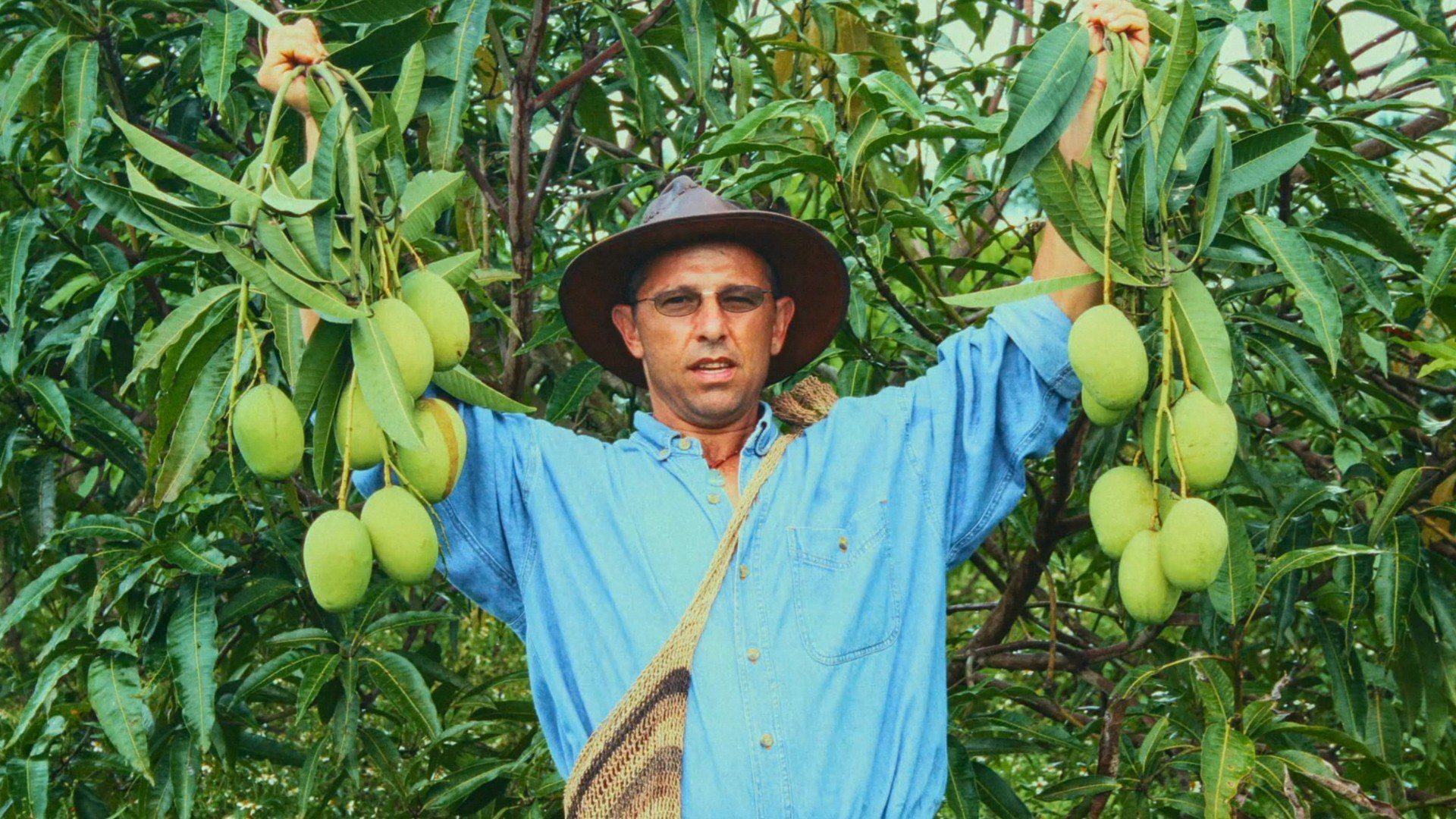 A grower in a wide-brimmed hat holds up branches heavy with green mangos