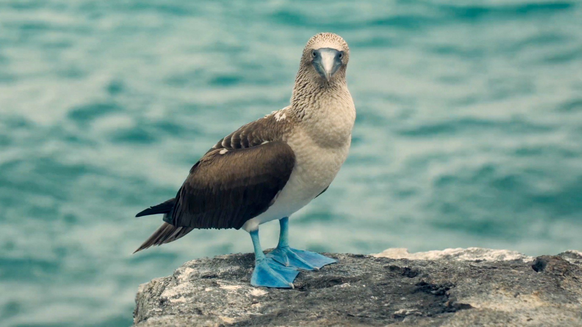 A blue-footed booby stands on a rock above the sea
