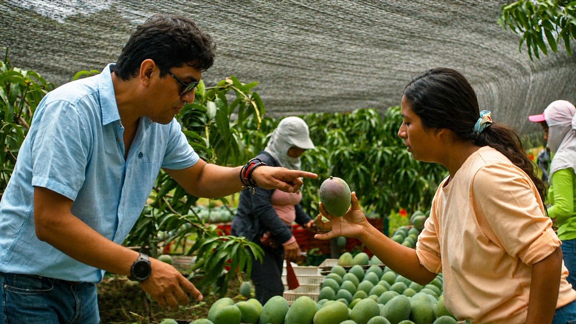 A grower points to a mango as a worker holds it up in a packing area