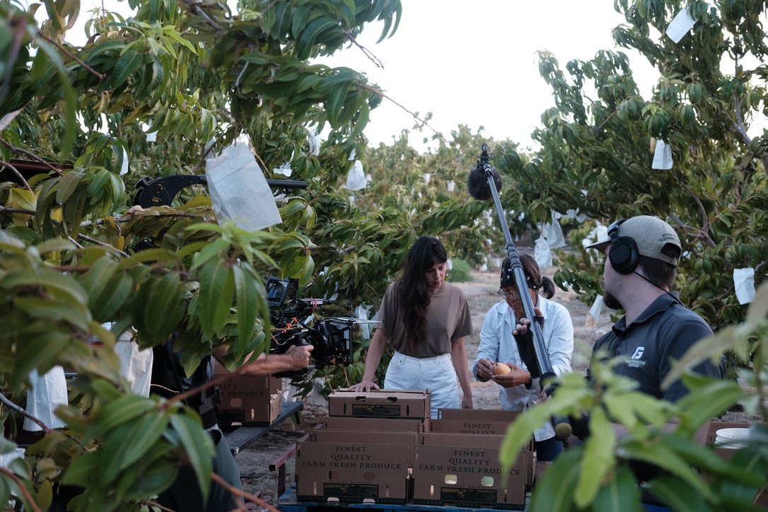 The crew films a chef among mango boxes under the orchard canopy