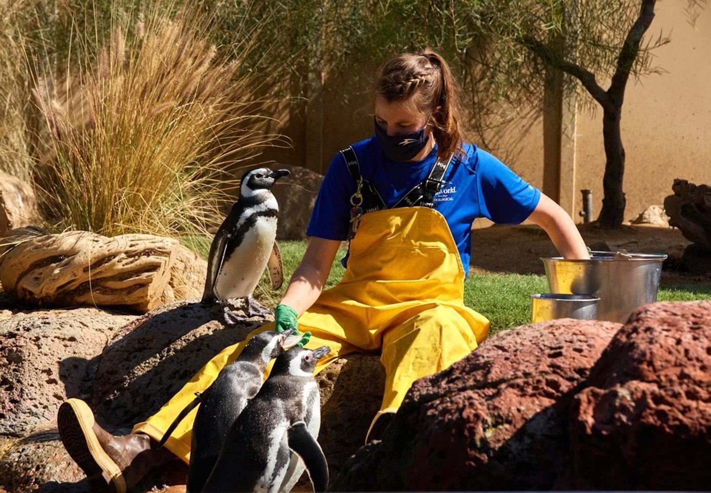 A keeper in yellow waders sits on the rocks among penguins